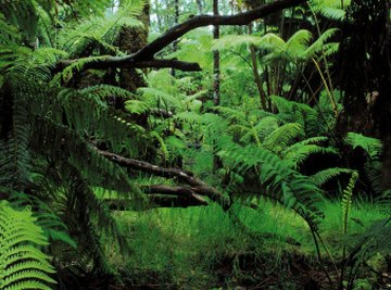 Stripping forests of trees and shrubs is a major cause of mudslides.