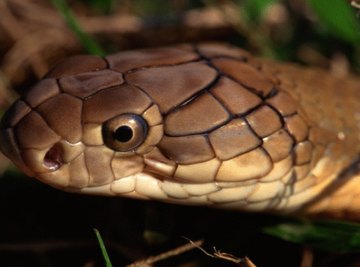 Biotic Factors About Snakes