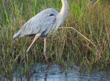 animals that live in the wetlands