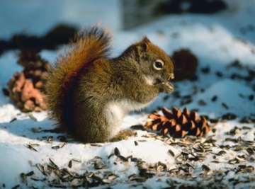 How to Feed Wild Squirrels