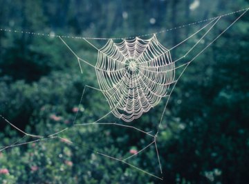 How to Make a Diorama of a Spider Habitat