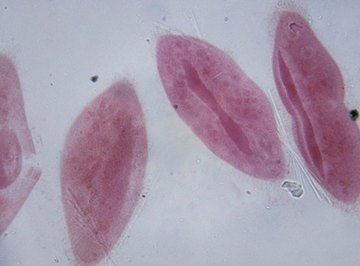 The paramecium is a heterotrophic--or animal-like--protist.