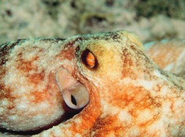 What Type of Animal Is an Octopus?