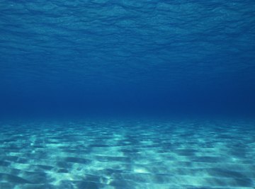 Fun Facts on the Ocean Floor