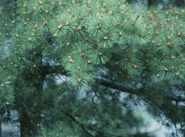 Pine cones are an abundant food source for wild birds.