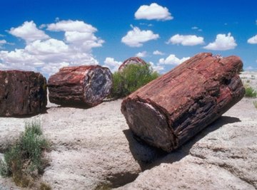 Petrified wood is an abundant fossil and is easily sliced into slabs for both study and display.