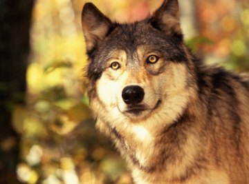 Wolves That Live in Temperate Grasslands