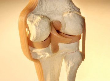 Ligaments and tendons are dense connective tissues made of collagen.