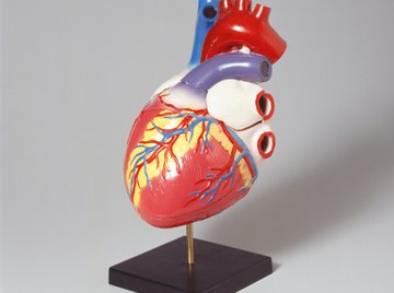 The aorta and superior and inferior vena cavae connect to the heart.