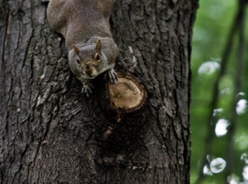 How to Find Squirrel Nests