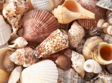 Seashells expert guide: what are they, where do they come from