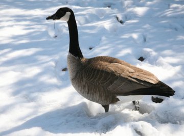 What Are Signs That Geese Are Mating Sciencing