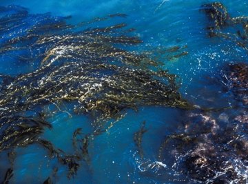 Kinds of Fish That Eat Kelp