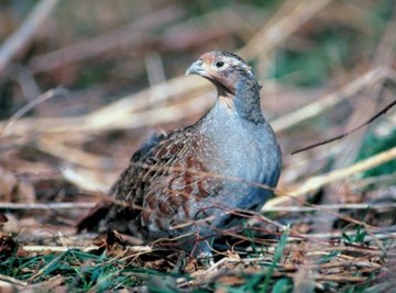 What Does a Partridge Eat?