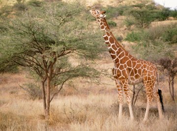 Giraffes are herbivores that depend on plants as their sole food source.