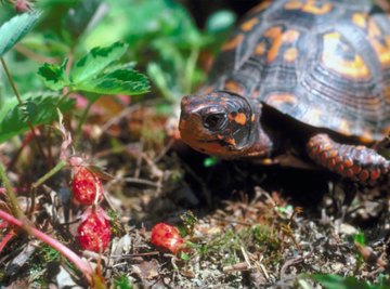 eastern box turtle eating