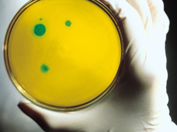 Bacteria are one-celled organisms that grow in colonies and can cause illness.