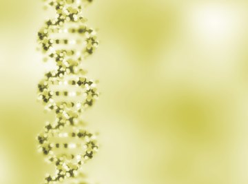 Recombination fraction is a way of determining genetic distance between offspring.