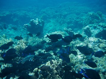 Fungi growing in the ocean can infect corals and fish.