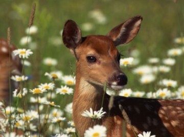 Deer are primarily the concern of biology, though the individual cells in the deer might be studied by a microbiologist.