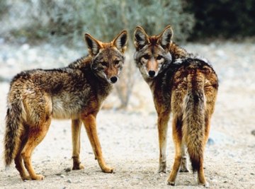 Coyotes are common desert animals that can adapt to nearly any environment.