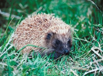 Ancestors of the Hedgehog