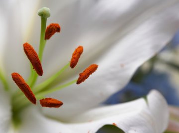 Many flowers make the difference between pistil and stamen obvious.