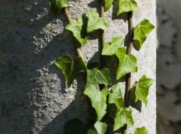 Ivy has an alternate (spiral) leaf arrangement.