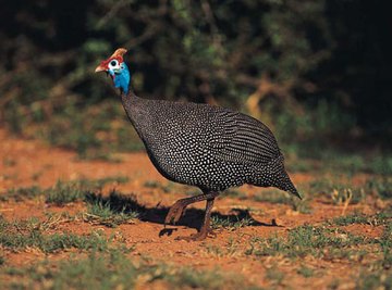 Guinea fowl are among the animals you can keep to rid your yard of deer ticks.