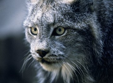 Bobcats of Alabama