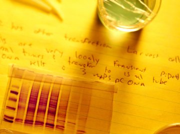 How to Read a Western Blot