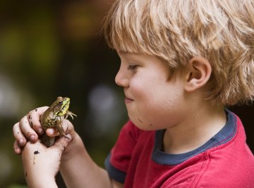 Frog Science Projects