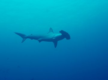 Sharks on the Endangered Species List