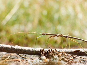What Predators Eat the Walking Stick Insect?