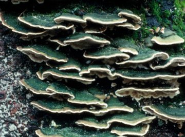 Fungi often form symbiotic relationships with trees.