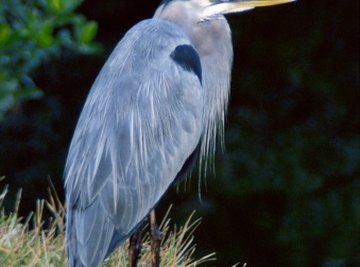 The Differences Between Male & Female Blue Herons