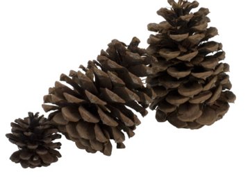 Pine cones are familiar gymnosperm features for reproduction.