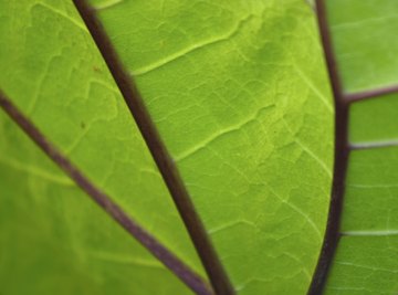 Leaves are often tested for chlorophyll levels.