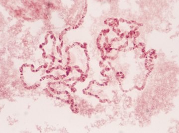 Chromosomes are complex DNA structures.