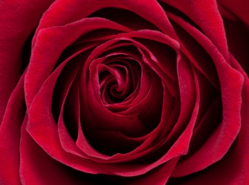 You can use red roses to create a pink ink.