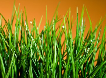 A healthy lawn is often the result of applying the properly calculated amount of fertilizer.