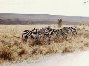 Zebras are found in African savannas.