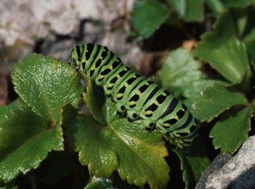 Caterpillars feed on plant material and may pose a problem in gardens.
