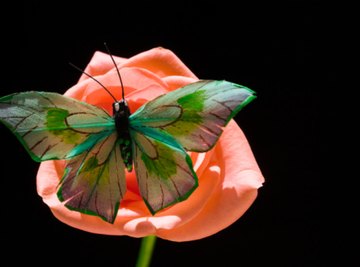 Animals, like butterflies, are essential in the spreading of plant male sex cells.