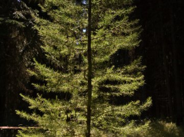 The diameter of a pine tree gives an estimate of the tree's age.