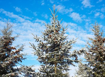 Taiga soils mostly accommodate coniferous trees.