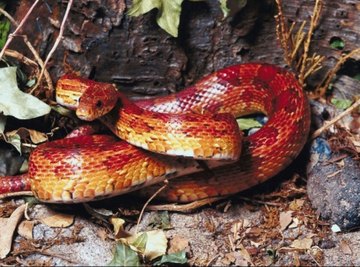 Nonpoisonous Snakes in Georgia
