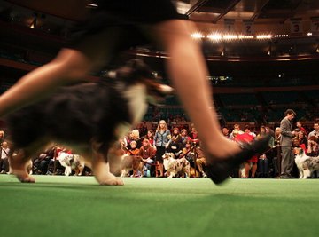 Science fair projects can attempt to discover what makes a show-winning dog.