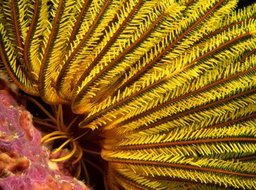 The arms of a crinoid, edged with feathery projections called pinnules, contain the animal's reproductive organs.