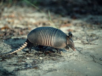 Armadillos spend up to 15 years in the same burrow.